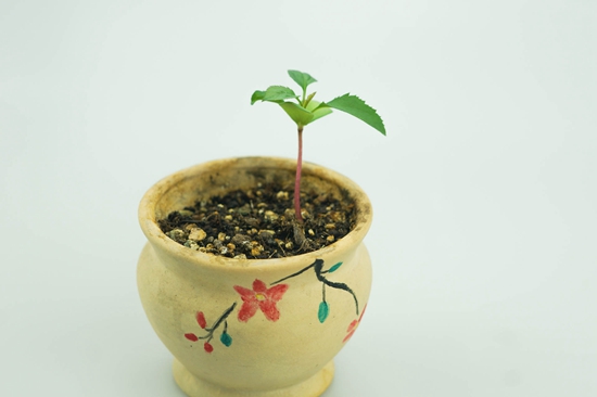 15班窦雯婷《苹果独木成林》.jpg
