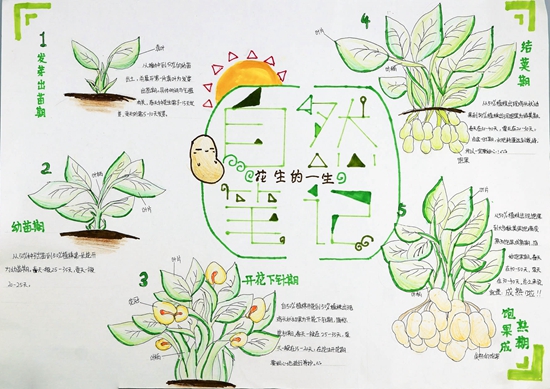 5班_陈柔杉_花生的一生.jpg